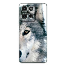 Чехлы с картинками животных Motorola MOTO G56 (Волк)