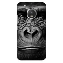 Чехлы с Горилой на Мото Джи 5с (Черная обезьяна)