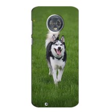 Чохол з Хаскі Motorola Moto G6 - (AlphaPrint) (Радісний Хаскі)