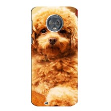 Чохли з собаками для Motorola MOTO G6 (VPrint) (Цуценя Бішон)