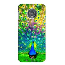 Чохол з пташками на Motorola MOTO G6 (VPrint) (Яскравий Павлин)