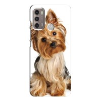 Чехол (ТПУ) Милые собачки для Motorola MOTO G60 – Собака Терьер
