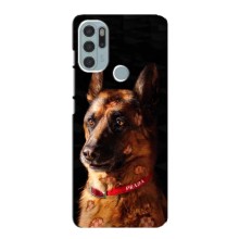 Чехлы с картинками животных Motorola MOTO G60s (Овчарка)