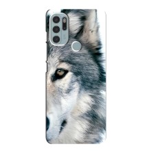 Чехлы с картинками животных Motorola MOTO G60s (Волк)