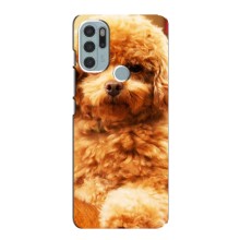 Чехлы с собаками для Motorola MOTO G60s (VPrint) (Щенок Бишон)