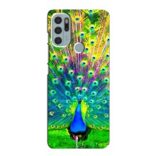 Чехол с птицами на Motorola MOTO G60s (VPrint) (Яркий Павлин)