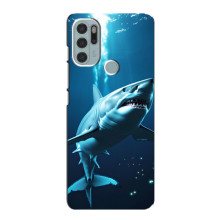 Чехол с картинкой «Хищники» для Motorola MOTO G60s – Акула
