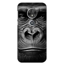 Чехлы с Горилой на Мото Джи 7 Плей – Черная обезьяна