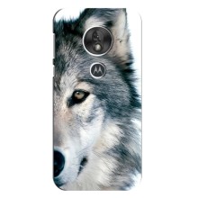 Чехлы с картинками животных Motorola MOTO G7 Play (Волк)