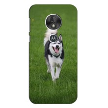 Чехол с Хаски для Motorola Moto G7 Play - (AlphaPrint) (Радостный Хаски)