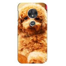 Чехлы с собаками для Motorola MOTO G7 Play (VPrint) (Щенок Бишон)