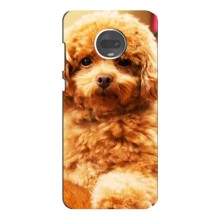 Чехлы с собаками для Motorola MOTO G7 Plus (VPrint) (Щенок Бишон)