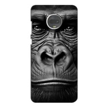 Чехлы с Горилой на Мото Джи 7 – Черная обезьяна