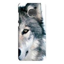 Чохли з картинкою животних Motorola MOTO G7 (Вовк)