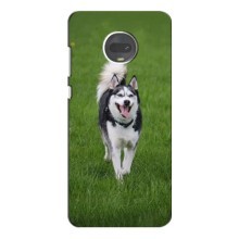 Чохол з Хаскі Motorola Moto G7 - (AlphaPrint) (Радісний Хаскі)
