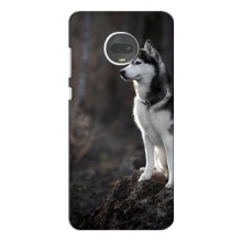 Чохол з Хаскі Motorola Moto G7 - (AlphaPrint) (Вірний собака)