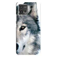 Чехлы с картинками животных Motorola MOTO G72 (Волк)