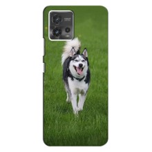 Чехол с Хаски для MOTO G72 - (AlphaPrint) (Радостный Хаски)