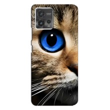 Чехлы с Котиками для Motorola MOTO G72 (VPrint) (Глаз кота)