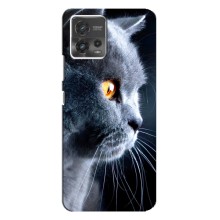 Чехлы с Котиками для Motorola MOTO G72 (VPrint) (Серый Кот)