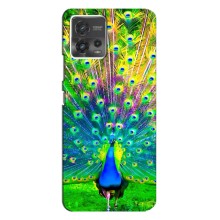 Чехол с птицами на Motorola MOTO G72 (VPrint) (Яркий Павлин)