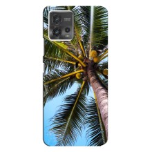 Силиконовый чехол с КАРТИНКАМИ лето для Motorola MOTO G72 (AlphaPrint) (Пальма)