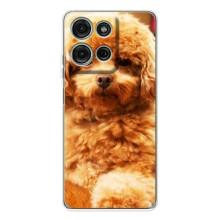 Чехлы с собаками для Motorola Moto G75 (VPrint)