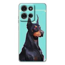 Чохол ДОБЕРМАН  для Motorola Moto G75 – Король доберман
