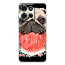 Чохол (ТПУ) Милі песики для Motorola Moto G75 (Смішний Мопс)