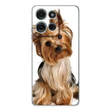 Чохол (ТПУ) Милі песики для Motorola Moto G75 (Пес Терьєр)