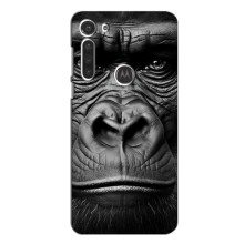 Чехлы с Горилой на Мото Джи8 Павер – Черная обезьяна