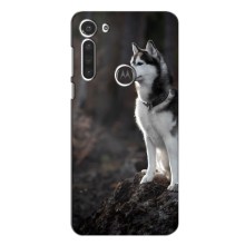Чохол з Хаскі Motorola Moto G8 - (AlphaPrint) (Вірний собака)
