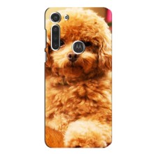 Чехлы с собаками для Motorola MOTO G8 (VPrint) (Щенок Бишон)