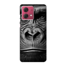 Чехлы с Горилой на Мото Джи84 – Черная обезьяна