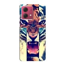 Чохли з зображенням різних тварин на Motorola MOTO G84 (Яскравий Тигр)