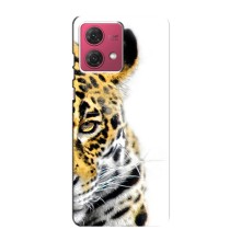 Чохли з картинкою животних Motorola MOTO G84 (Леопард)