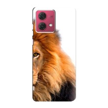 Чохли з картинкою животних Motorola MOTO G84 (Лев грива)
