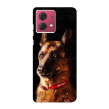Чохли з картинкою животних Motorola MOTO G84 (Овчарка)