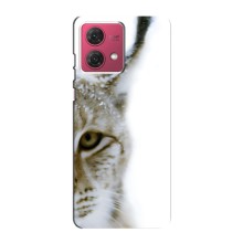 Чохли з картинкою животних Motorola MOTO G84 (Рись)
