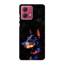 Чохли з картинкою животних Motorola MOTO G84 (Собака)