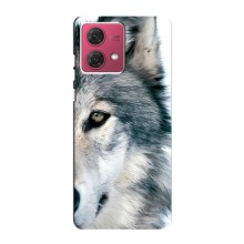 Чохли з картинкою животних Motorola MOTO G84 (Вовк)