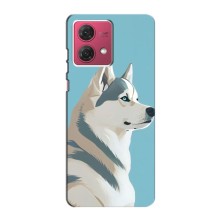 Чохол з Хаскі Motorola MOTO G84 - (AlphaPrint) (Хаскі арт)
