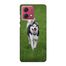 Чохол з Хаскі Motorola MOTO G84 - (AlphaPrint) (Радісний Хаскі)