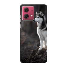 Чохол з Хаскі Motorola MOTO G84 - (AlphaPrint) (Вірний собака)