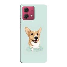 Чохли з собаками для Motorola MOTO G84 (VPrint) (Коргі)