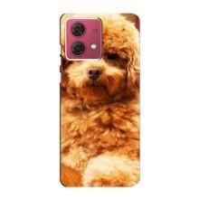 Чохли з собаками для Motorola MOTO G84 (VPrint) (Цуценя Бішон)