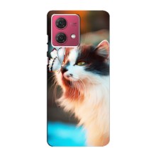 Чохол на Моторола МОТО G84 з Котиками (VPrint) (Котик з метеликом)