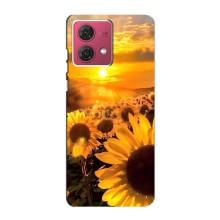 Чехол с Цветами для Motorola MOTO G84 (поле подсолнухов)