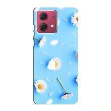 Чехол с Цветами для Motorola MOTO G84 (ромашки на голубом)