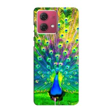 Чохол з пташками на Motorola MOTO G84 (VPrint) (Яскравий Павлин)